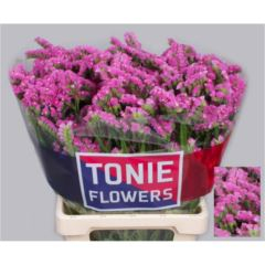 RK STATICE CERISE