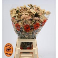 RK STATICE APRICOT
