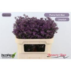RK STATICE LIMONIUM MODRÁ