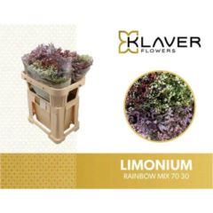 RK STATICE LIMONIUM MIX