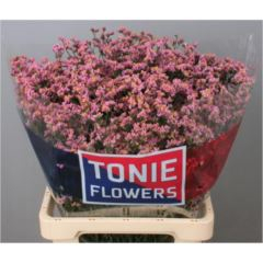 RK STATICE LIMONIUM APRICOT