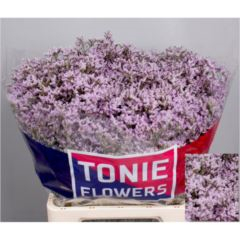 RK STATICE LIMONIUM PINK EMILIA