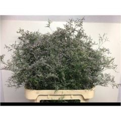 RK STATICE LIMONIUM BELTLAART