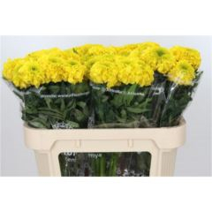 RK TAGETES ŽLUTÝ