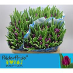 RK TULIPÁN PURPLE