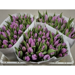 RK TULIPÁN MILKA