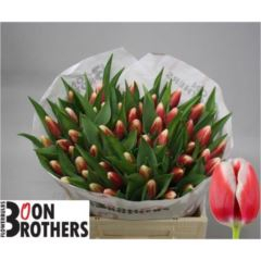 RK TULIPÁN BÍLO-RŮŽOVÝ