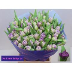 RK TULIPÁN PP PURPLE