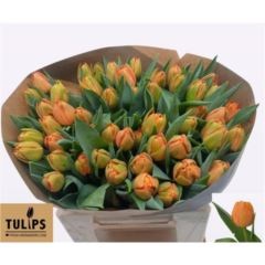 RK TULIPÁN PP ORANŽOVÝ