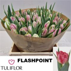RK TULIPÁN PP RŮŽO-BÍLÝ