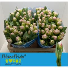 RK TULIPÁN PP SVĚTLE RŮŽOVÝ