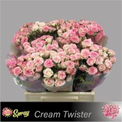 R TR CREAMY TWISTER