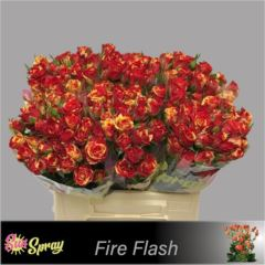 R TR FIRE FLASH
