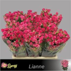 R TR LIANNE