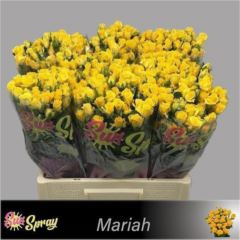 R TR MARIAH