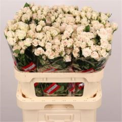 R TR ROYAL PORCELINE