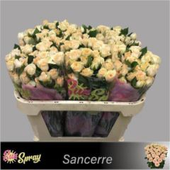 R TR SANCERRE