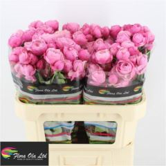 R TR SILVA PINK+
