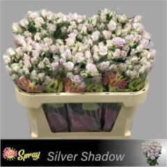 R TR SILVER SHADOW