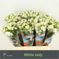 R TR WHITE LADY