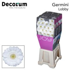 RK GERBERA MINI BÍLÁ SVĚTLÝ STŘED