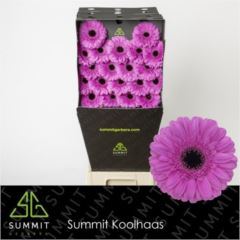 RK GERBERA MINI FIALOVÁ TMAVÝ STŘED