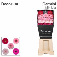RK GERBERA MINI RŮŽOVÝ MIX