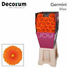 RK GERBERA MINI ORANŽOVÁ SVĚTLÝ STŘED
