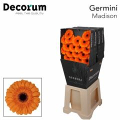 RK GERBERA MINI ORANŽOVÁ TMAVÝ STŘED