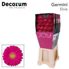 RK GERBERA MINI CERISE SVĚTLÝ STŘED