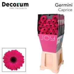 RK GERBERA MINI CERISE TMAVÝ STŘED