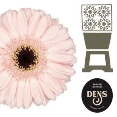 RK GERBERA MINI SVĚTLE RŽOVÁ TMAVÝ STŘED