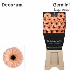 RK GERBERA MINI LOSOSOVÁ