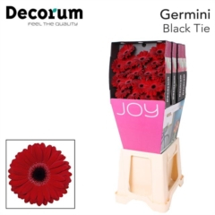 RK GERBERA MINI BORDO