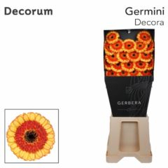 RK GERBERA MINI ŽLUTO RANŽOVÁ