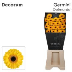 RK GERBERA MINI ŽLUTÁ TMAVÝ STŘED
