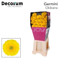 RK GERBERA MINI ŽLUTÁ SVĚTLÝ STŘED