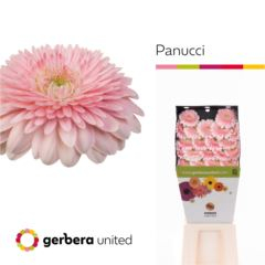 RK GERBERA MINI PON PON RŮŽOVÁ