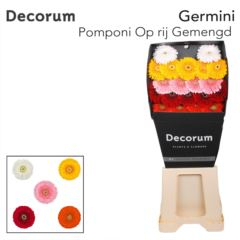 RK GERBERA MINI PON PON MIX