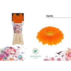RK GERBERA MINI PON PON ORANŽOVÁ