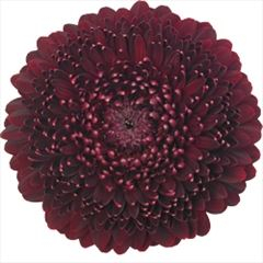 RK GERBERA MINI PON PON BORDO