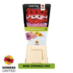 RK GERBERA MINI SPIDER MIX