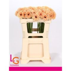RK GERBERA MINI SPIDER SALMON