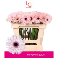 RK GERBERA MINI SPIDER RŮŽOVÁ