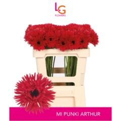 RK GERBERA MINI SPIDER ČERVENÁ