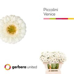 RK GERBERA MICRO BÍLÁ