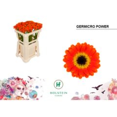 RK GERBERA MICRO ORANŽOVÁ