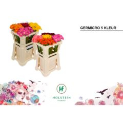 RK GERBERA MICRO MIX