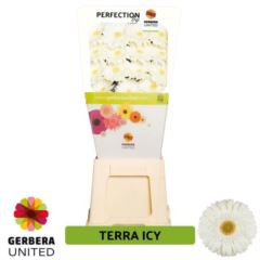 RK GERBERA BÍLÁ SVĚTLÝ STŘED