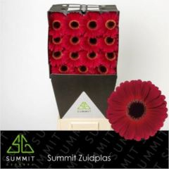 RK GERBERA BORDO
